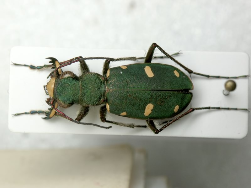 Cicindela asiatica Audouin & Brullé, 1839